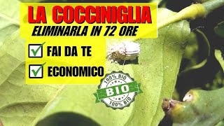 INSETTICIDA PER ELIMINARE LA COCCINIGLIA [upl. by Rorry]