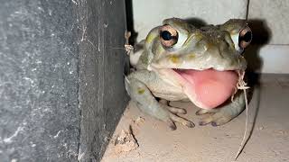 🐸 Sonoran Desert Toad eating Fat Wasp [upl. by Ahsilra864]