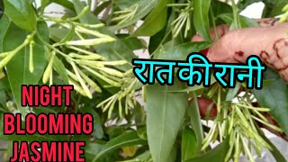 How to Grow amp Care Cestrum NocturnumQueen of NightCestrum Nocturnumरातरानी पौधे की देखभाल ऐसे करे [upl. by Eelrahc142]