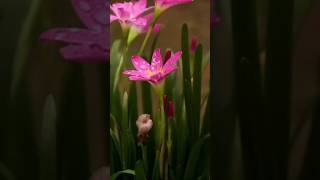 Lilies plant flower beautiful colour 🌷🌷flowers lilies shorts trending viralvideo [upl. by Mcculloch]