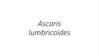 Ascaris lumbricoides  Parasitology [upl. by Nafri415]