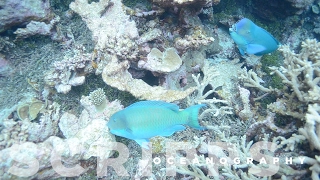 Parrotfish Critical for Healthy Coral Reefs [upl. by Akcinahs756]