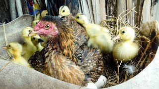 My Red Hen Hatching Cute Duckling From Eggs  New Cute Baby Duck Born [upl. by Ancell]