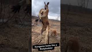 Kangaroo flexing his muscles💪 funnyanimals kangaroo bodybuilding [upl. by Tteirrah522]