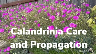 Let’s Talk About Care and Propagation of the Calandrinia succulent succulentgarden [upl. by Stanzel]