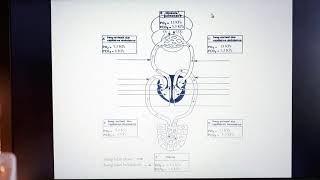 1ST2S Vidéo 8 le système respiratoire et les échanges gazeux [upl. by Selden]