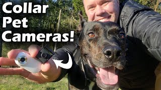 Best Collar Pet Camera Review  Mr Petcam HD vs A100  Which is the Best Pet Camera [upl. by Lorene]