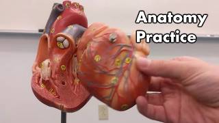 Heart Anatomy  Review and Practice [upl. by Yelnikcm783]