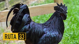 Ayam Cemani Una rara raza de pollo que es negro tanto dentro como fuera  Indonesia [upl. by Aushoj]