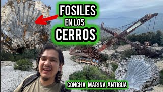 Fòsiles Antiguos En Los Cerros [upl. by Gratia]