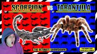 SCORPION VS TARANTULA WHO WOULD WIN nature insects react [upl. by Evangelist452]