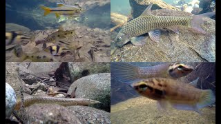 Freshwater Fish of Malaysias Rainforests [upl. by Dinerman724]