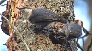 Pair of Brownheaded Nuthatches making nest hole in tree one gets stuck [upl. by Eiramannod295]