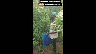 How to pluck TaameAwu Adwera Susumasa Nyenya and use them for Spiritual Purposes  Dr Nana Shady [upl. by Nohtan]