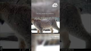 SOUND ON This is what a lynx sounds like [upl. by Lizned28]