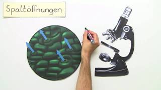 FUNKTION DER SPALTÖFFNUNGEN  Biologie  Stoffwechselbiologie [upl. by Jessamyn]