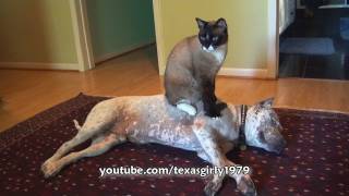 Cat Sits on Dog pit bull Sharky Funny Bossy Kitty HelensPetscom [upl. by Profant]