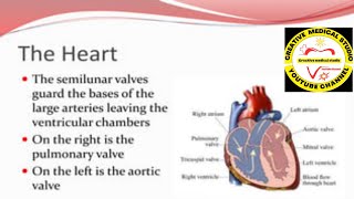 Cardiovascular system circulatory system human heartpulmonary circulation [upl. by Mazur]