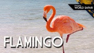 Have You Ever Seen a Flamingo Fly [upl. by Jung]