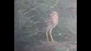 Stone Curlew Burhinus oedicnemus [upl. by Kirbie]