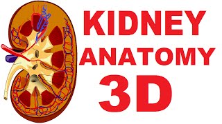 Kidney Anatomy DETAILED Renal Nephron Urinary System [upl. by Llehcor]