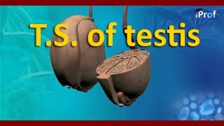 T S of Testis of Male  AIPMT Biology Video Lecture [upl. by Cassy]