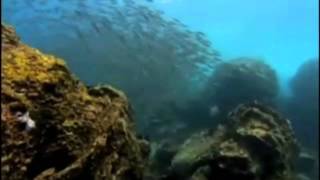 Buceo Galapagos [upl. by Stock502]