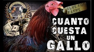 Cuanto cuesta un gallo [upl. by Della769]