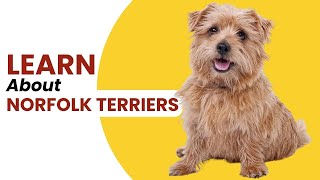 A Quick Guide About Norfolk Terriers [upl. by Attirb]