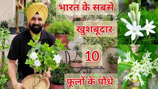 Top 10 FragrantAromaticScented permanent flower plants India भरत के 10 खुसबूदार फूलों वाले पौधे [upl. by Haron224]