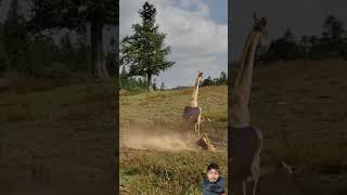 Giraffe Vs Lion Fighting 🦁 animals giraffe lion lionvsgiraffe wildlife lionslife shorts [upl. by Siramaj]