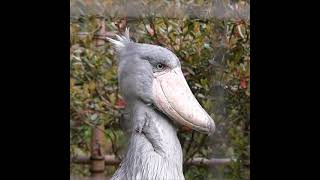 The Shoebill Dance [upl. by Iviv970]