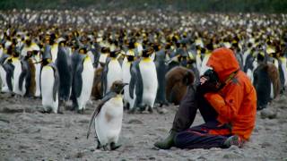 Antarctic Voyage on board mv Plancius English [upl. by Ydissak]