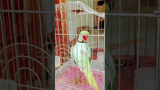 parrot birds parrottalking parrotr cutebird funnyparrotentertainment cuteparrotcuteshorts [upl. by Idnal544]