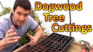 How to Grow Dogwood Trees from Cuttings  Plant Propagation Technique for Rooting Dogwood Cuttings [upl. by Anifad]