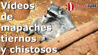 Vídeos de mapaches tiernos y chistosos [upl. by Esom]