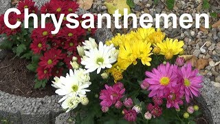 Chrysanthemen pflegen pflanzen düngen gießen Standort überwintern Chrysanthemum [upl. by Aliehs285]