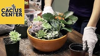 How To Create A Succulent Container Garden amp Basic Care at The Hill Avenue Branch Library [upl. by Florida]