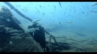 Scuba diving a beautiful lake in the Sierra Nevada mountains [upl. by Sandstrom78]