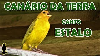 CANÁRIO DA TERRA  CANTO ESTALO CantoDasAves [upl. by Orianna]