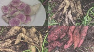 3 Sweet Potato Harvests  Okinawan Purple Yellow Jersey Store Bought [upl. by Adnala]