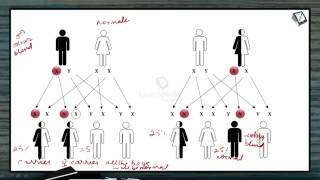 Color Blindness explained in a simple manner Principles of Inheritance and Variation Botany XII [upl. by Ahsiakal]