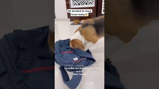 He is looking a new home dog look home doglover trending shortsvideo [upl. by Aenel]