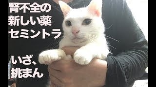 ウチューネコチャン、腎不全の新しい薬セミントラに挑む My cat tried a new medicine Semintra for kidney failure [upl. by Kanal]