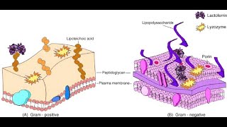 Salivary Glands Part 5 Functions of Lactoferrin and Immunoglobulin A [upl. by Uhej307]