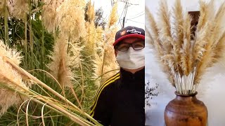 How to make your own Pampas Grass Decor [upl. by Fernandez]