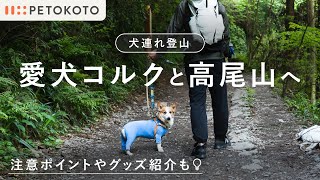 【犬連れ登山Vlog】ペトコト代表・大久保と愛犬コルクが高尾山へ！（初心者｜アウトドア｜マンダリンブラザーズ｜ペトコトフーズ｜犬とお出かけ｜コーギー） [upl. by Hengel]