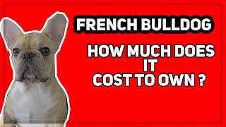 What Does It Cost To Own A French Bulldog [upl. by Eveineg699]