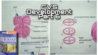 CVS Development Part 6  Partioning of Ventricle  Truncus arteriosus Bulbus cordis [upl. by Daggna]