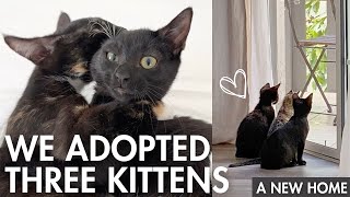 Adopting THREE KITTENS 🐱 One Week Later a day in the life [upl. by Kerr]